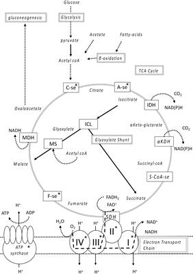 The Role of the Glyoxylate Shunt in the Acclimation to Iron Limitation in Marine Heterotrophic Bacteria